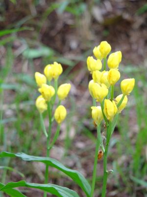 都筑中央公園（金蘭）

