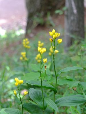 都筑中央公園（金蘭）
