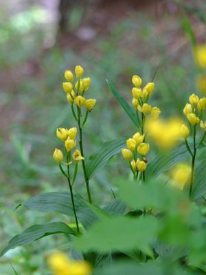 都筑中央公園（金蘭）
