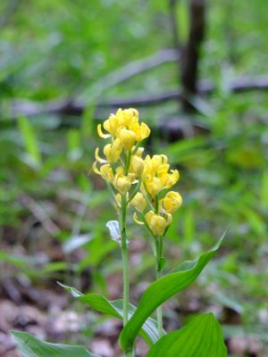 都筑中央公園（金蘭）

