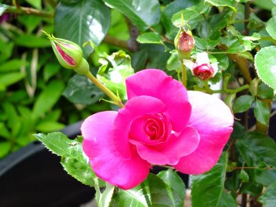 都筑中央公園（ばら）
