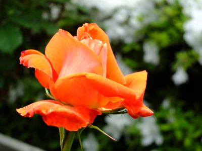 都筑中央公園（ばら）
