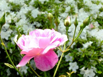 都筑中央公園（ばら）
