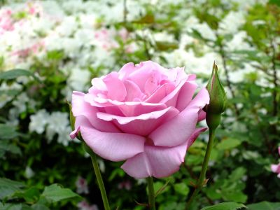 都筑中央公園（ばら）
