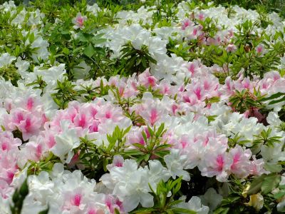 都筑中央公園（つつじ）
