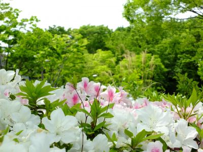 都筑中央公園（つつじ）
