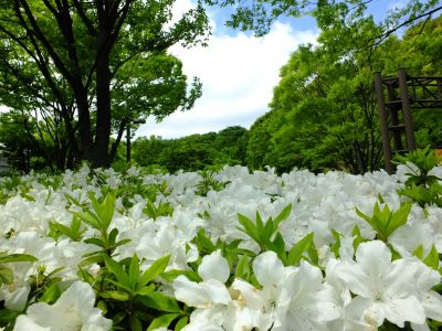 都筑中央公園（つつじ）
