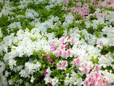 都筑中央公園（つつじ）
