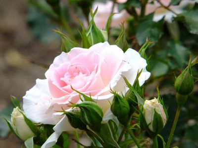 都筑中央公園（ローザ・つづきく）
