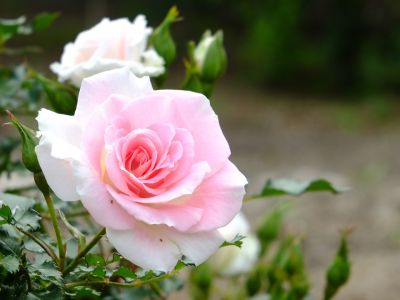 都筑中央公園（ローザ・つづきく）
