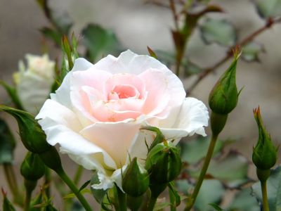 都筑中央公園（ローザ・つづきく）
