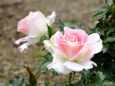 都筑中央公園（ローザ・つづきく）
