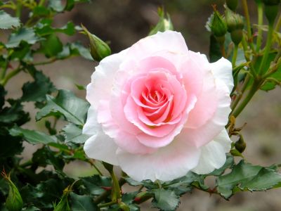 都筑中央公園（ローザ・つづきく）
