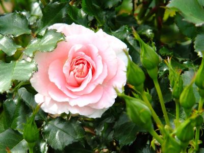 ローザ・つづきく（薔薇）
