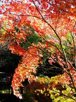 緑道ささぶねの道（茅ヶ崎公園）
