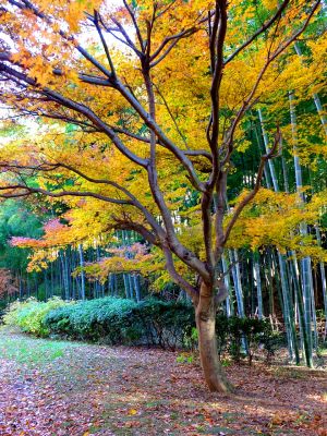 緑道ささぶねの道（茅ヶ崎公園）
