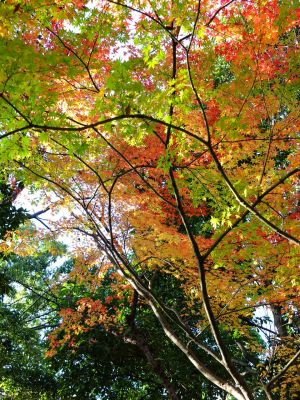 緑道ささぶねの道（葛ヶ谷公園）
