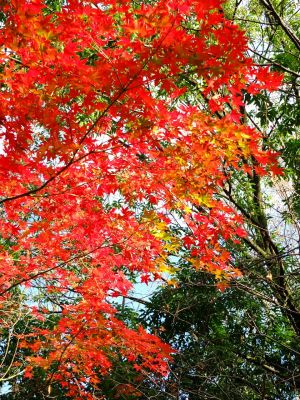 緑道ささぶねの道（御影橋）
