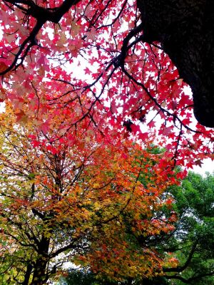 都筑ふれあいの丘（Aoki横）
