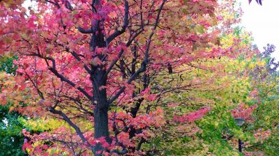 都筑ふれあいの丘の紅葉葉楓（アメリカフウ）
