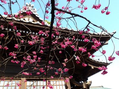 佐江戸町の杉山神社（寒緋桜）
