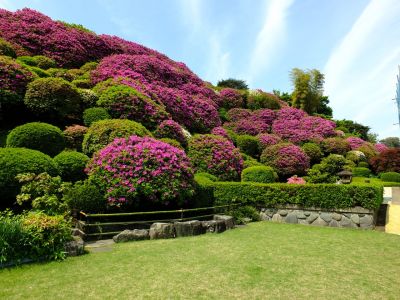 佐江戸のつつじ庭園（牧野さん）
