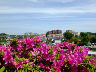 佐江戸のつつじ庭園（牧野さん）
