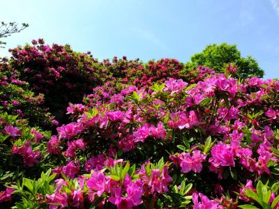 佐江戸のつつじ庭園（牧野さん）
