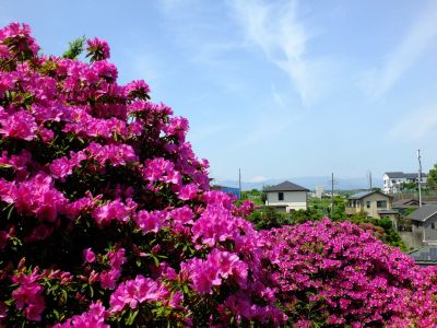 佐江戸のつつじ庭園（牧野さん）
