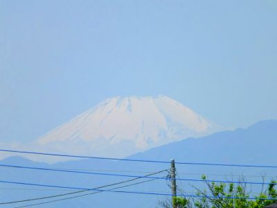 佐江戸のつつじ庭園（牧野さん）
