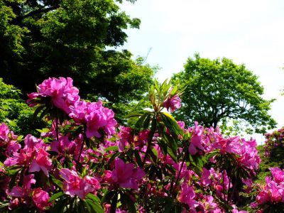 佐江戸のつつじ庭園（牧野さん）
