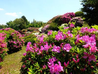 つつじ山
