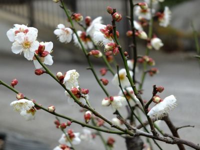 新羽　西方寺　白梅
