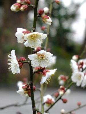 新羽　西方寺　白梅
