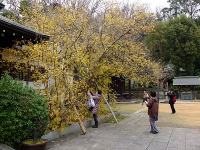 新羽　西方寺　蝋梅（ロウバイ）
