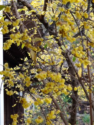 新羽　西方寺　蝋梅（ロウバイ）
