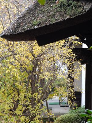 新羽　西方寺　蝋梅（ロウバイ）
