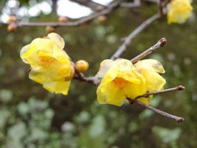 新羽　西方寺　蝋梅（ロウバイ）
