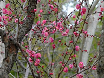 折田不動公園　紅梅
