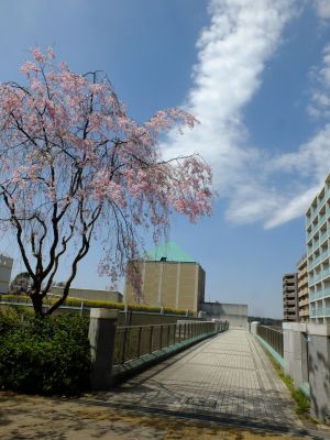 大塚・歳勝土遺跡公園（枝垂れ桜）
