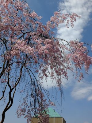 大塚・歳勝土遺跡公園（枝垂れ桜）
