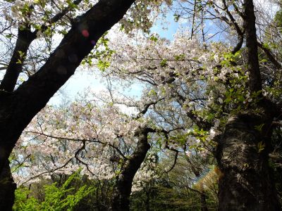 大塚・歳勝土遺跡公園（大島桜）
