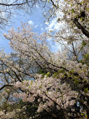 大塚・歳勝土遺跡公園（大島桜）
