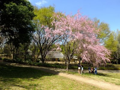 大塚・歳勝土遺跡公園（枝垂れ桜）
