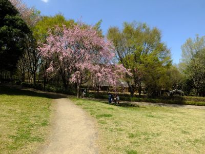 大塚・歳勝土遺跡公園（枝垂れ桜）
