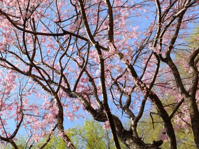 大塚・歳勝土遺跡公園（枝垂れ桜）
