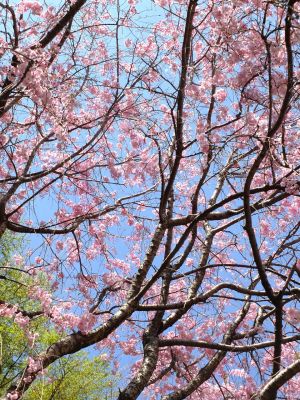 大塚・歳勝土遺跡公園（枝垂れ桜）
