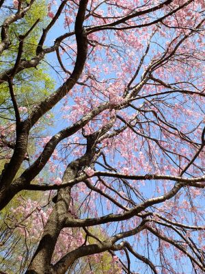 大塚・歳勝土遺跡公園（枝垂れ桜）
