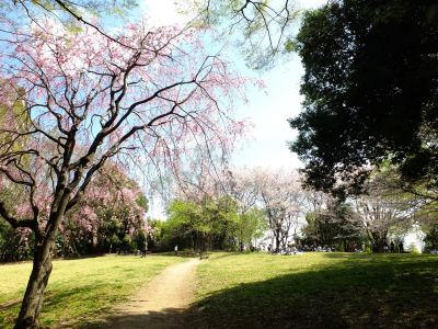 大塚・歳勝土遺跡公園（枝垂れ桜）
