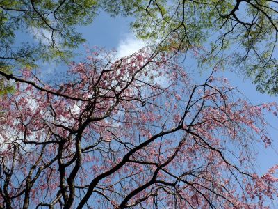 大塚・歳勝土遺跡公園（枝垂れ桜）
